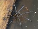 Water Spider.jpg